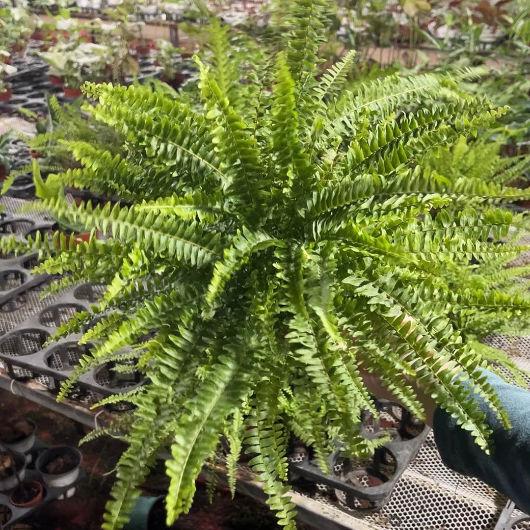 完全开放763波斯顿蕨