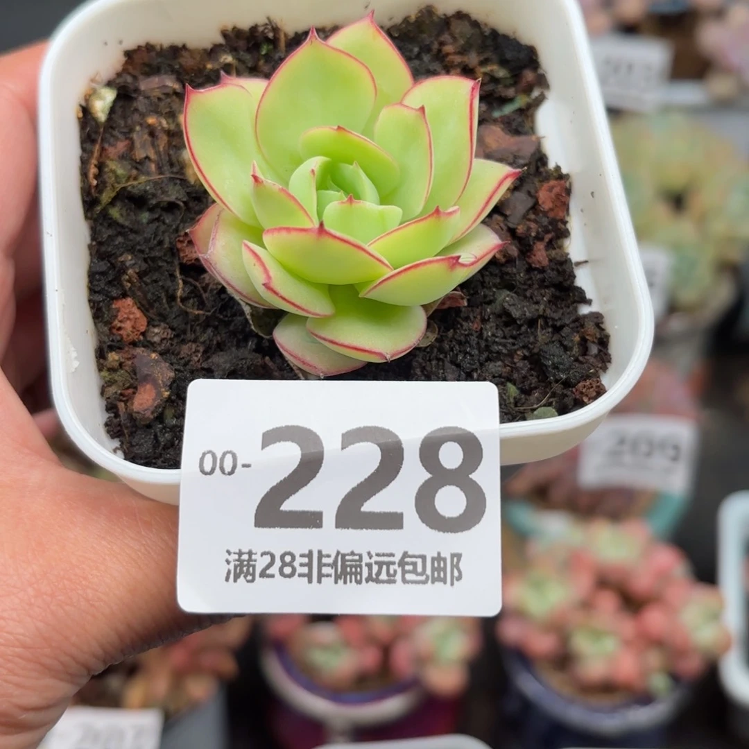 牡丹亭单头多肉多肉多