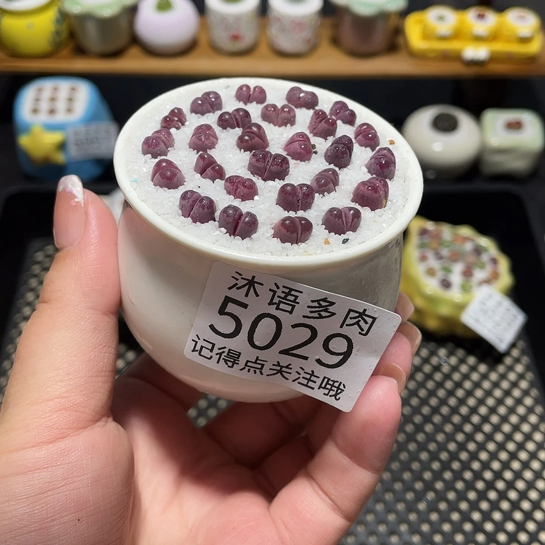 一***只带盆土植物 一物一拍5029