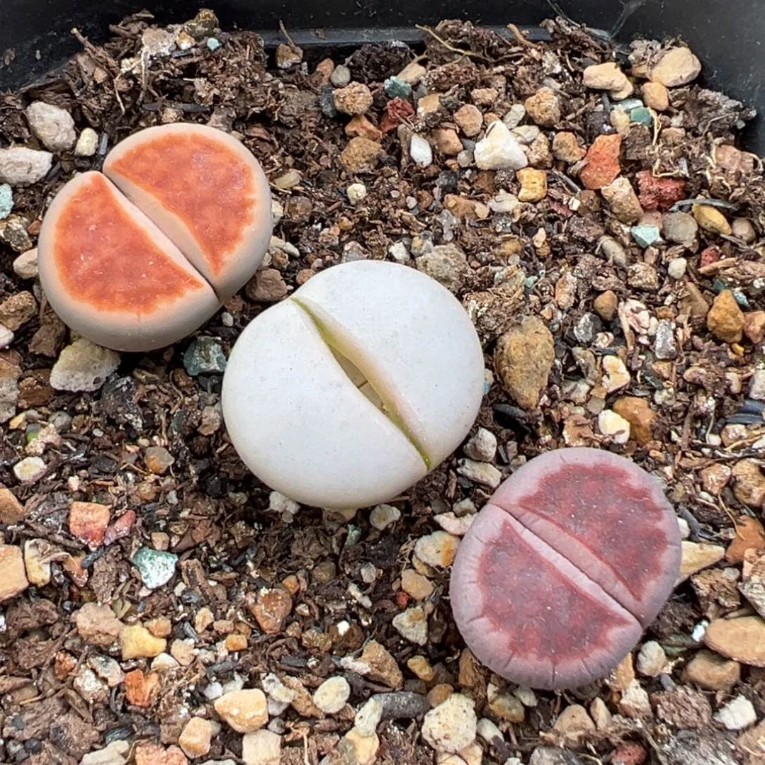 11.26好看的多肉脱土发货483