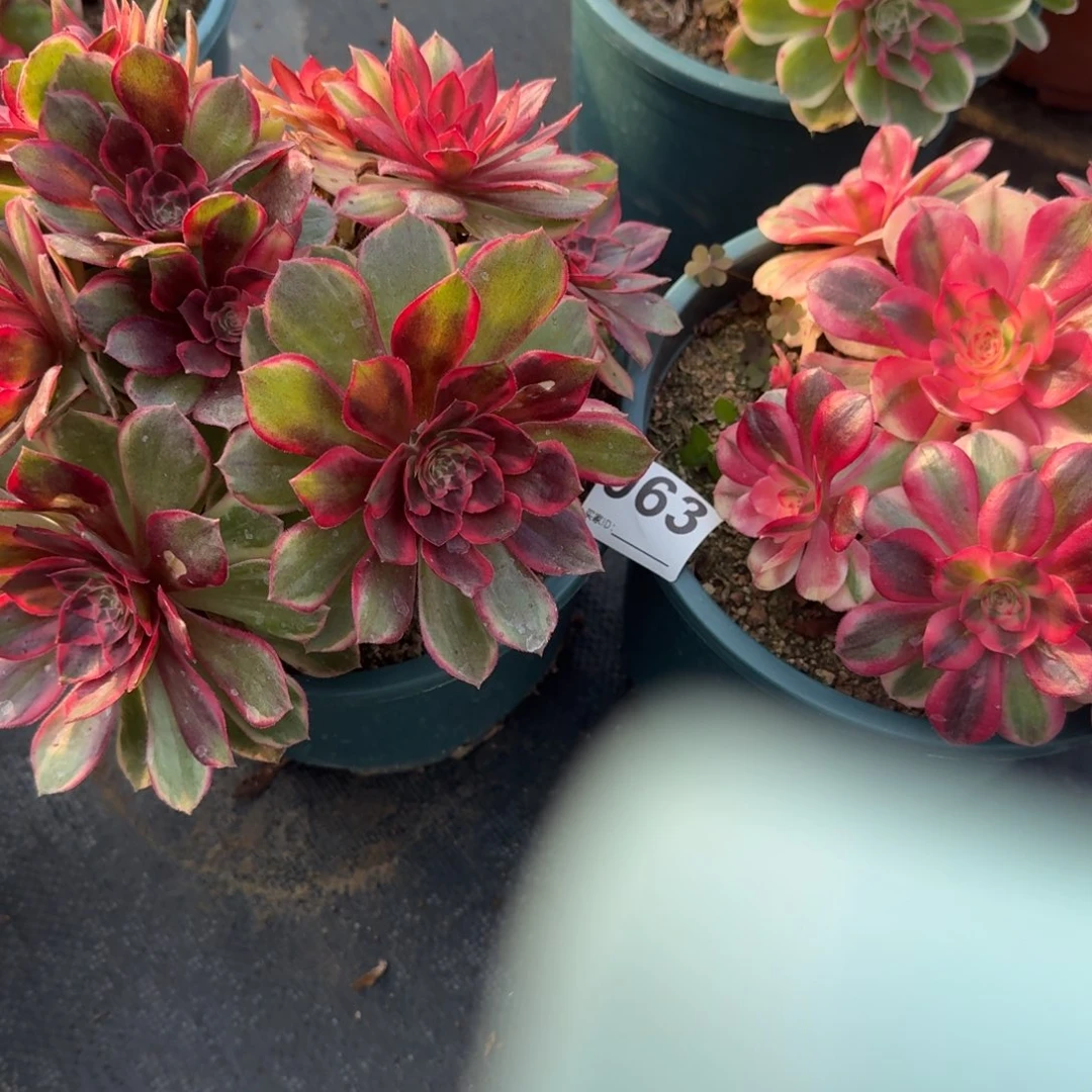 963组合多肉植物老庄