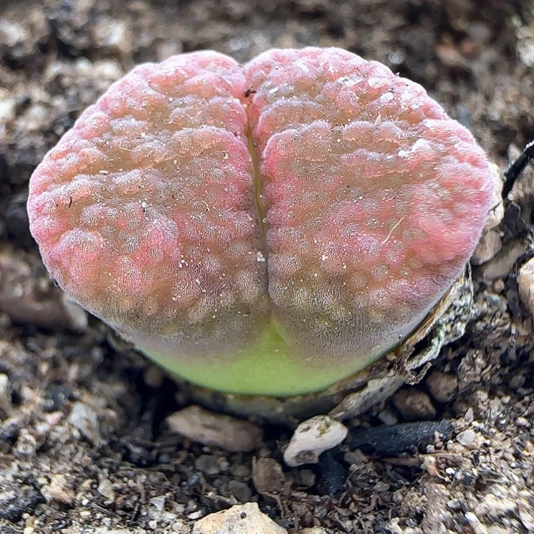 好看的风铃36836