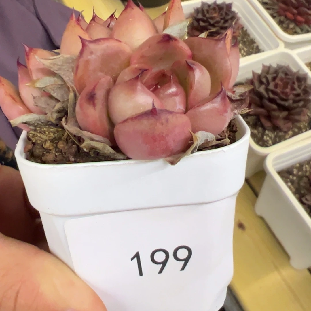 森**森皮亚娜珍妮，199号放心去拍