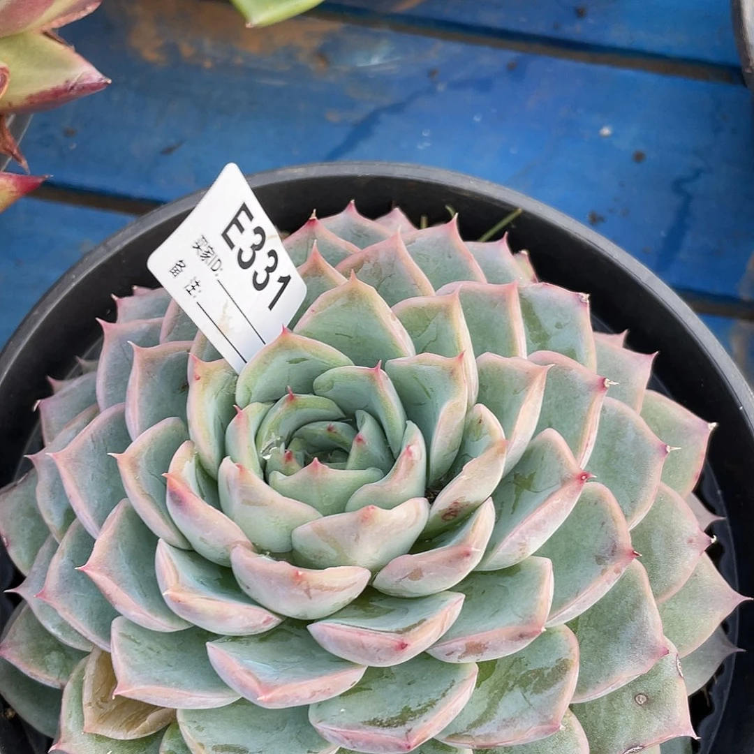 若如东云单拍E331