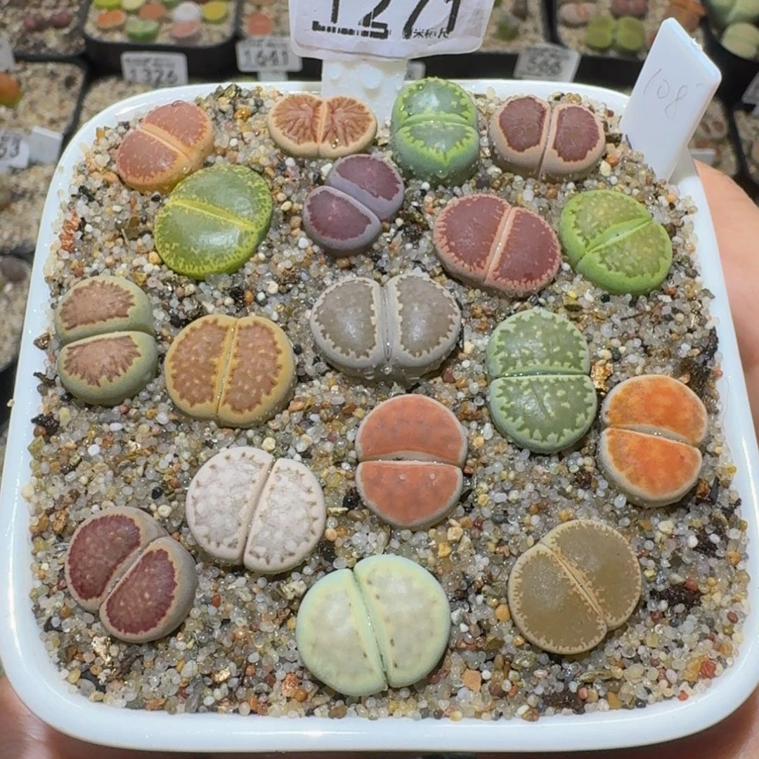 Sssss精品生石花1271大窗