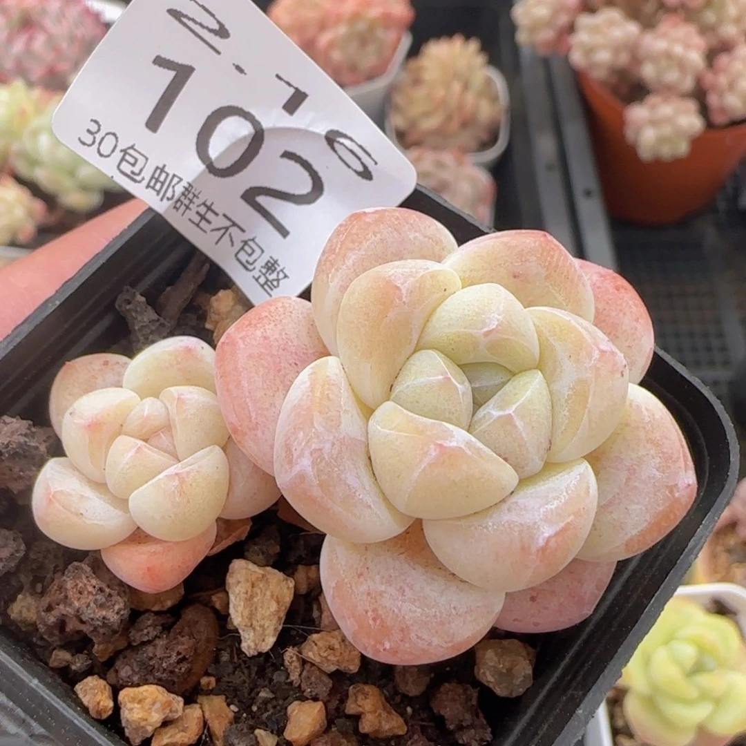 冰玉双头一颗脱土发货