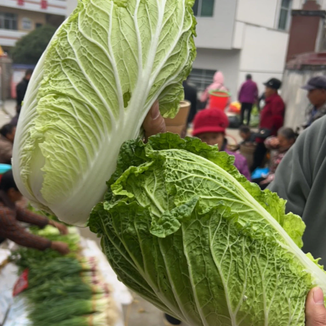 【各种蔬菜】.白菜营养美味