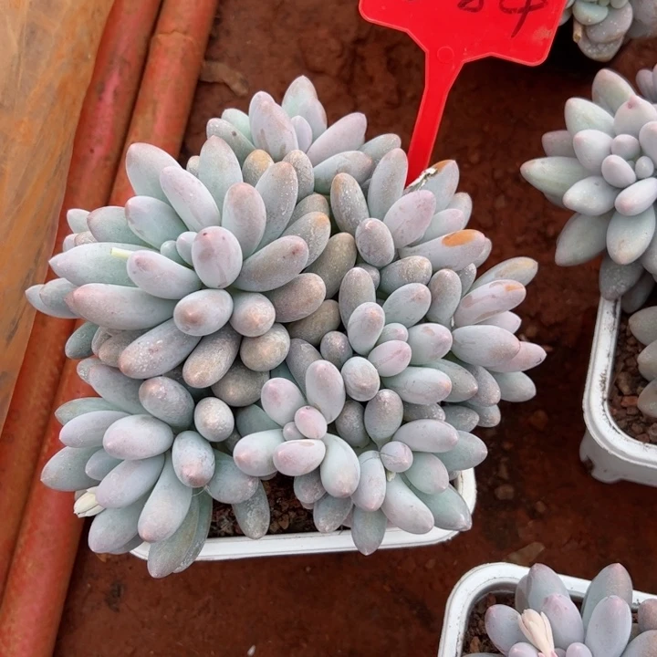 284汤圆平平安安健健康康