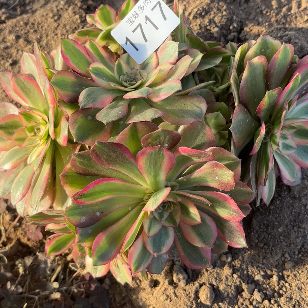 相***缘倾城一物一拍1717一号捧