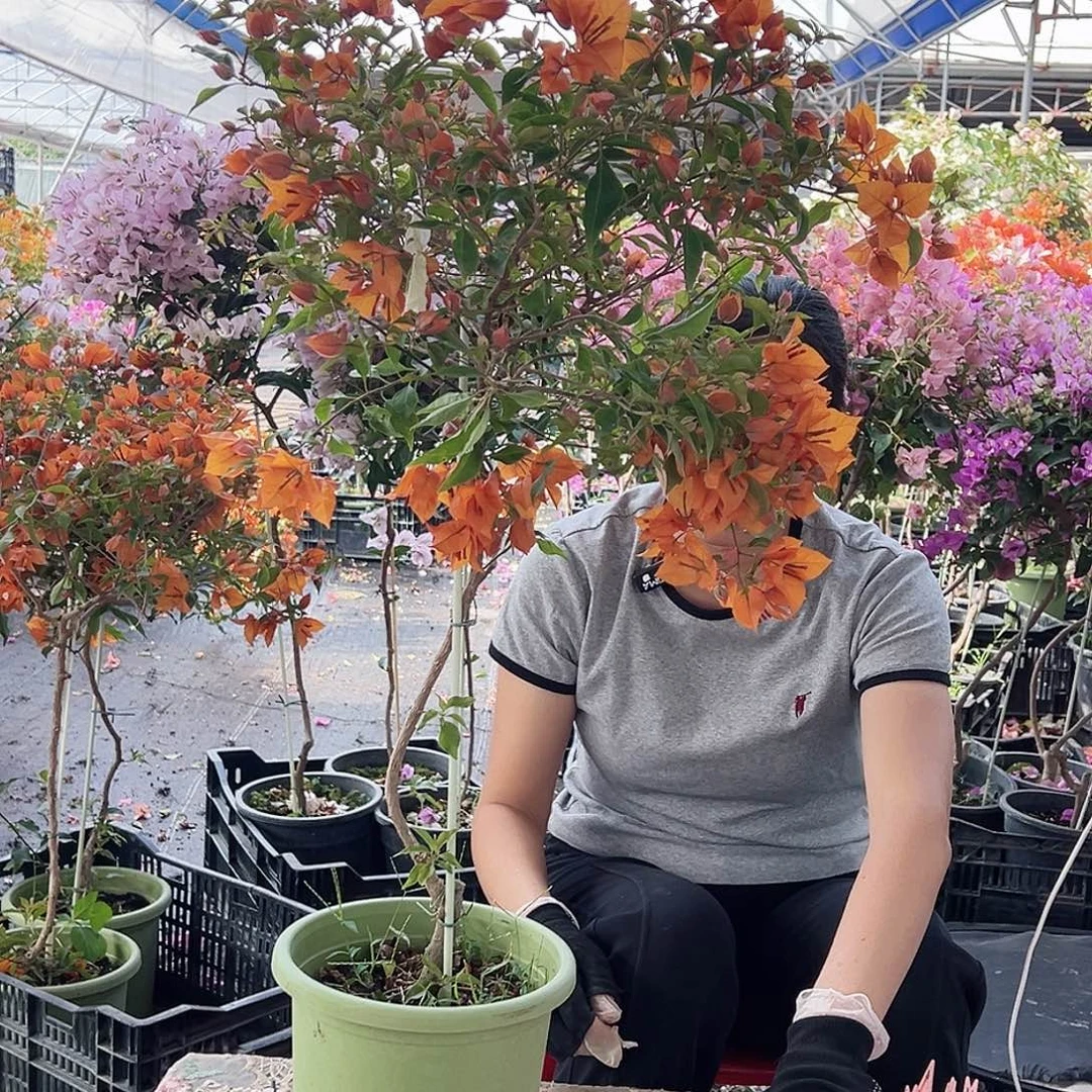 A****大部分花苞少量开放D81