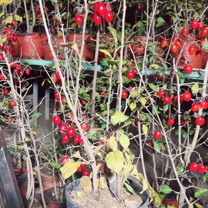 彬***无花朵哈哈哈哈哈哈