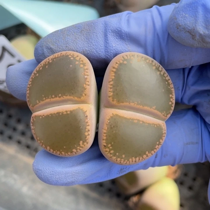 非偏远满20包邮458