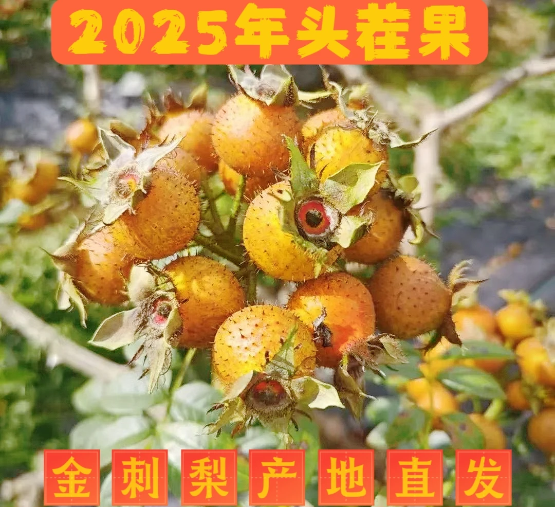 高山农家新鲜金刺梨无籽刺梨富含Sod生吃榨汁泡酒现摘现发VC满满