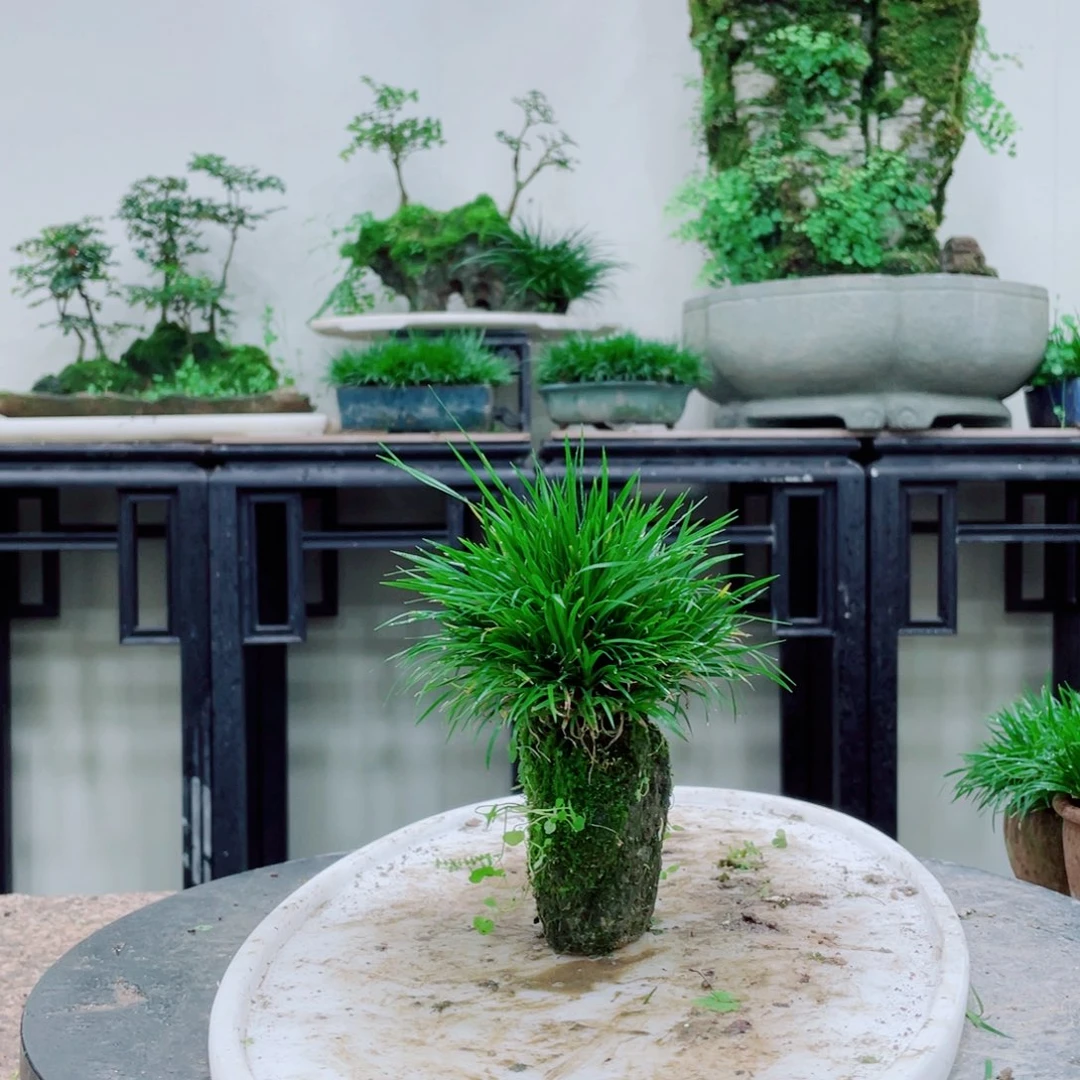 无铅玻璃亲****r铁线蕨的一个分支叫做白