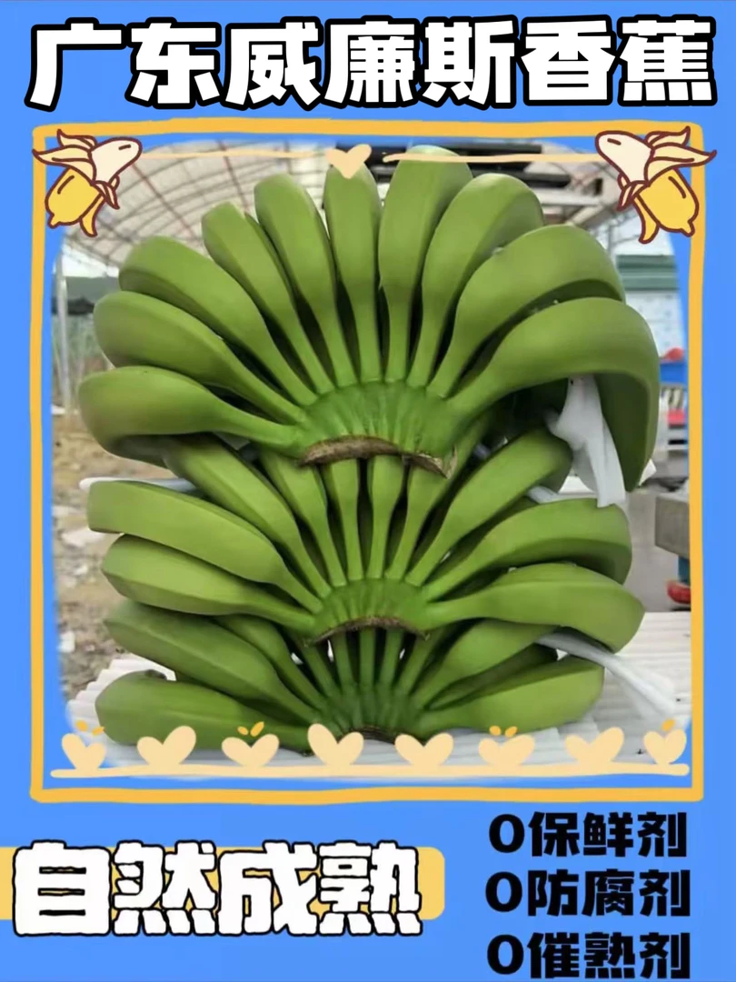 广东香蕉自产自销香甜软糯不泡不打催熟新鲜采摘水果绿皮发货高山