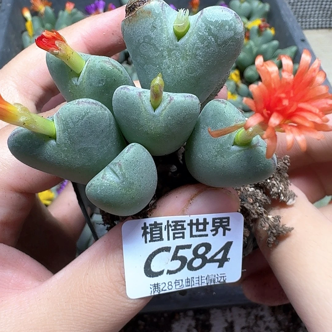 多肉植物的润泽fhjn