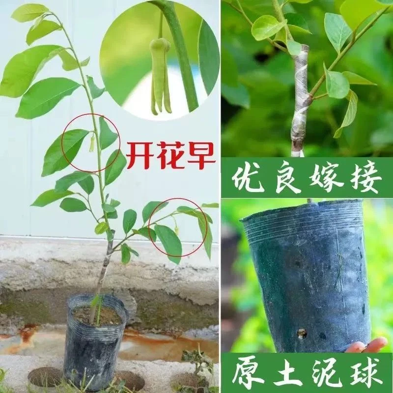 释迦果树苗正宗台湾番荔枝苗释迦果嫁接苗佛陀果盆栽庭院果树苗