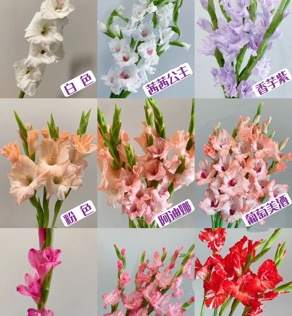 剑兰一把10支 节节高 云南基地鲜花 基地直发