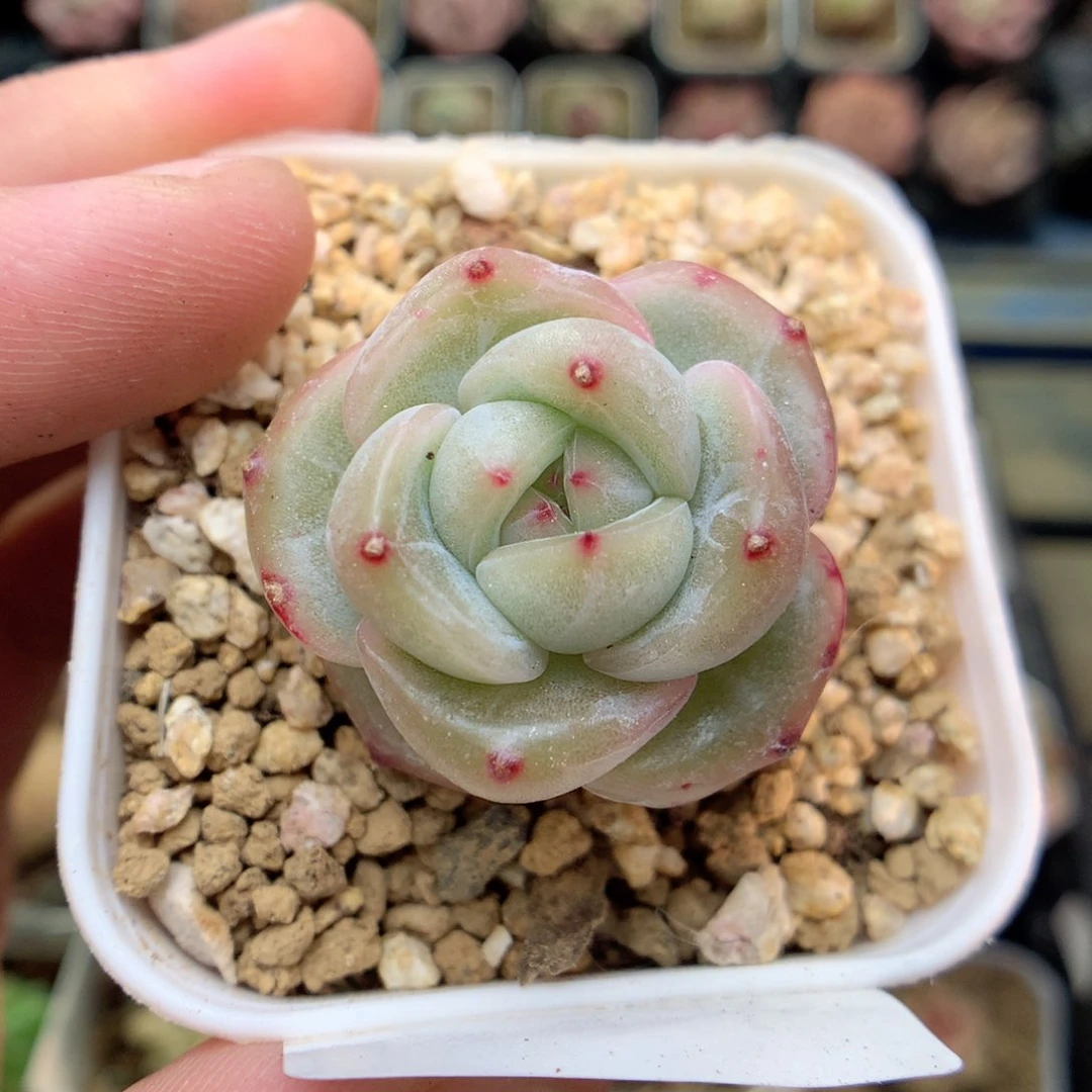 G148 ，20包邮两天凑单