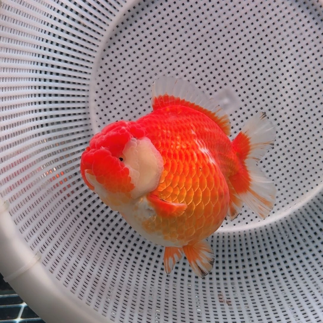 金鱼类不分公母17