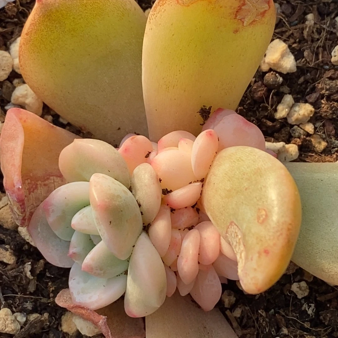 753梦露锦底座福伦锦