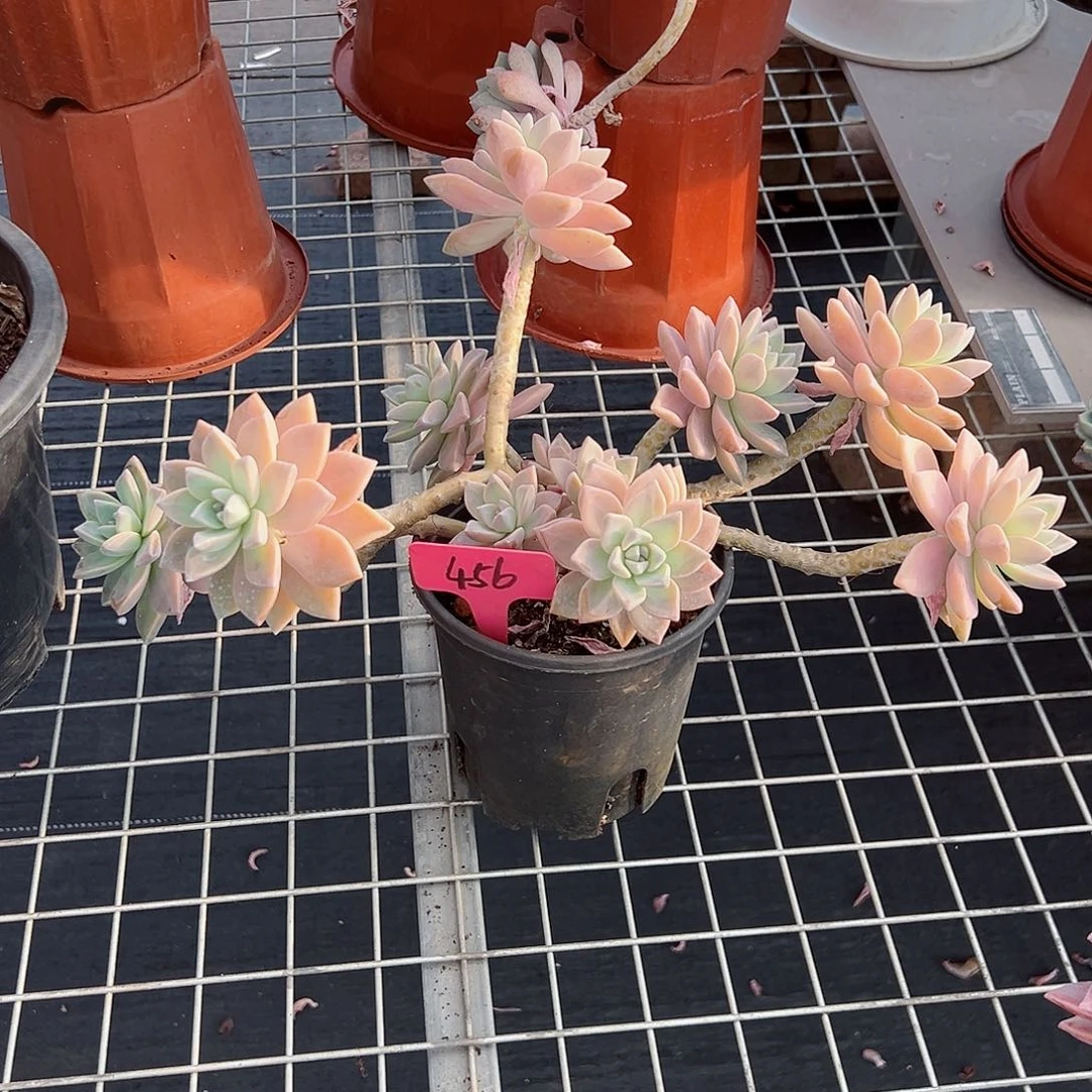 媛*456淡雪多肉植物