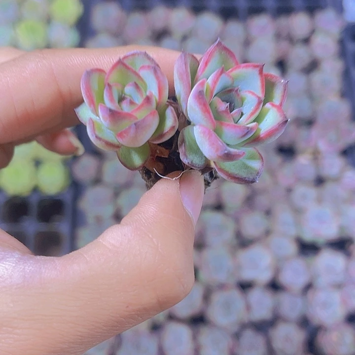 精品眼线笔多肉植物