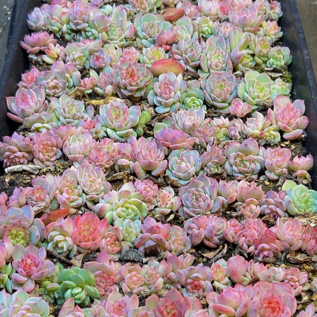 643多肉葡萄的味道是真的很