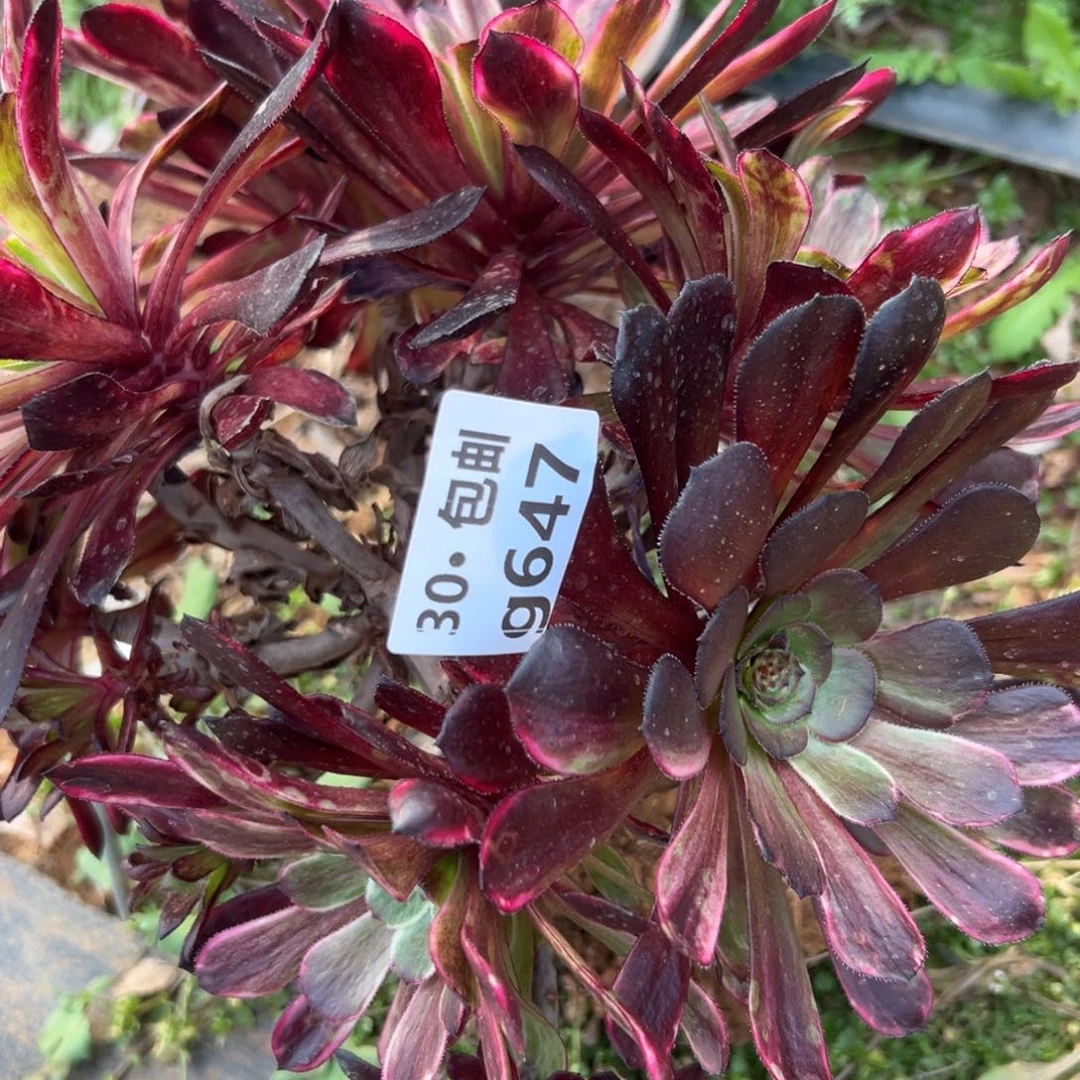 647水墨画多肉法师