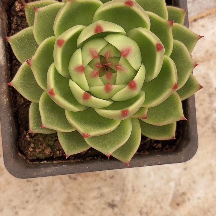 蓝龙大单头（拍满18包邮）