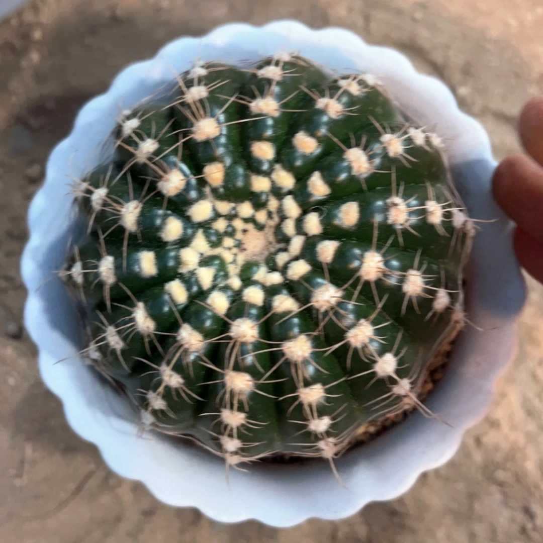 玉****啦啦啦啦啦啦啦啦