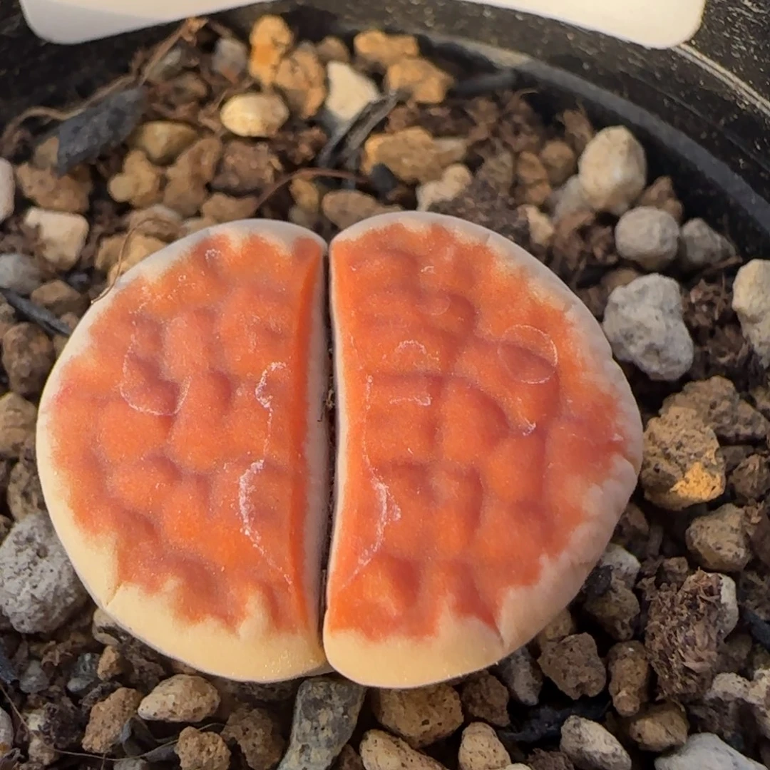 9071。默认脱土。18包邮。偏远88包邮