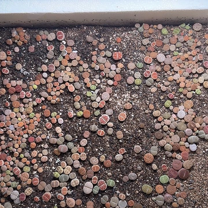 A722 生石花整箱脱土发货