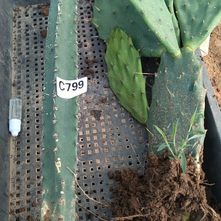 难****?秀浦黄大刺爆芽素799