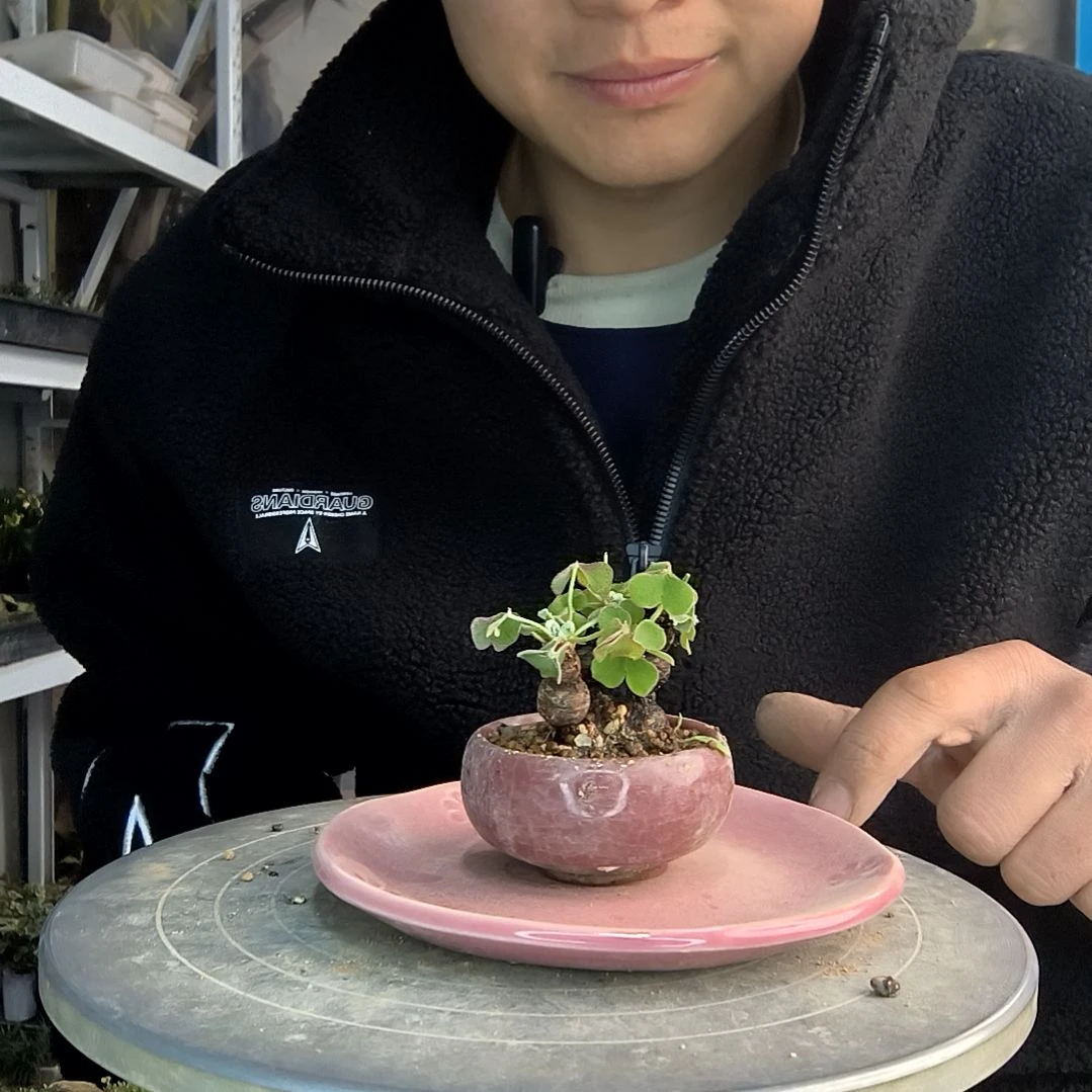 ?****?小盆景小植物一物一拍111