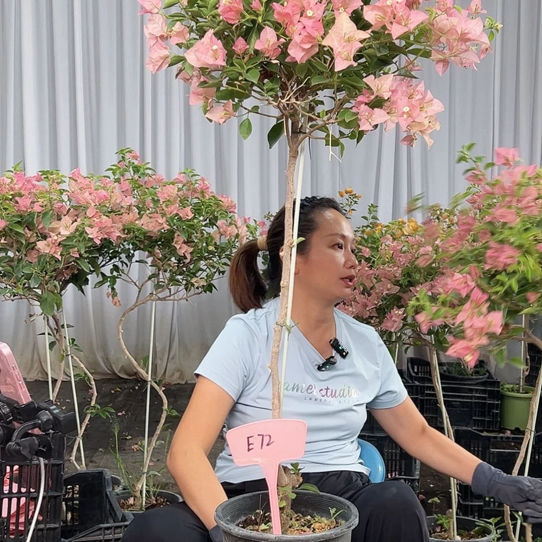 秋****当前无花栽培后可以开花B72卡亚塔