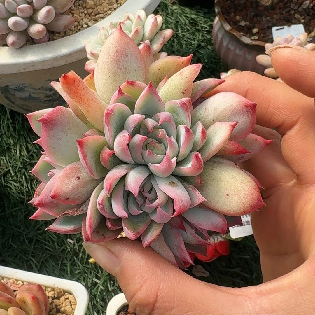 1524一物一拍（满28包邮）