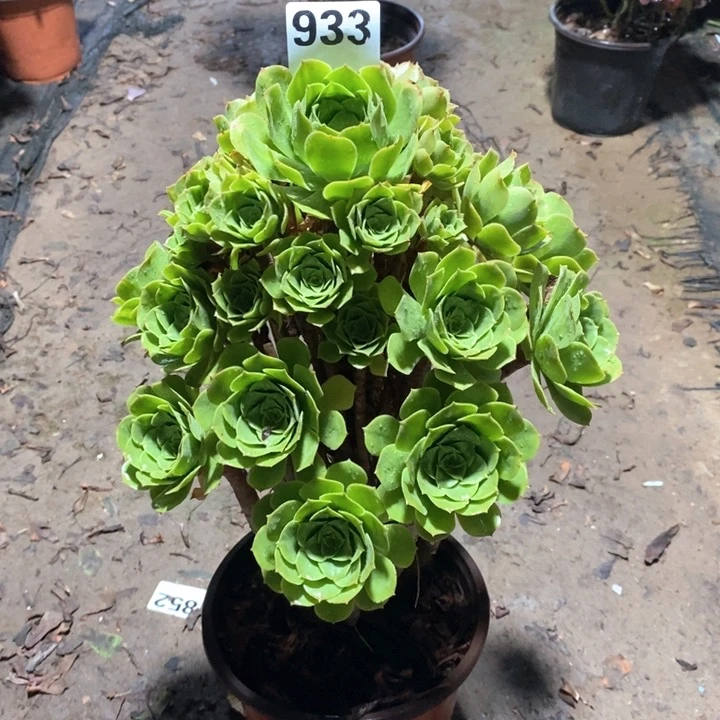 法师植物一物一拍933