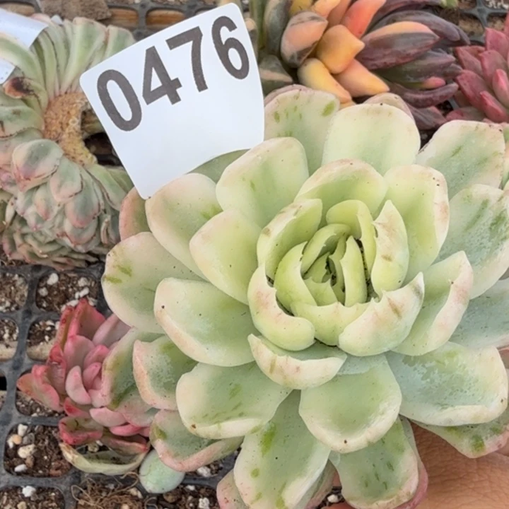 多肉植物满18包邮当场凑单