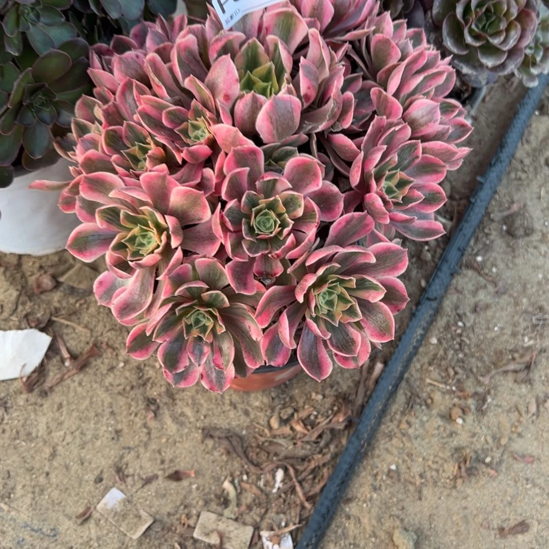 560女妖多肉植物法师多肉