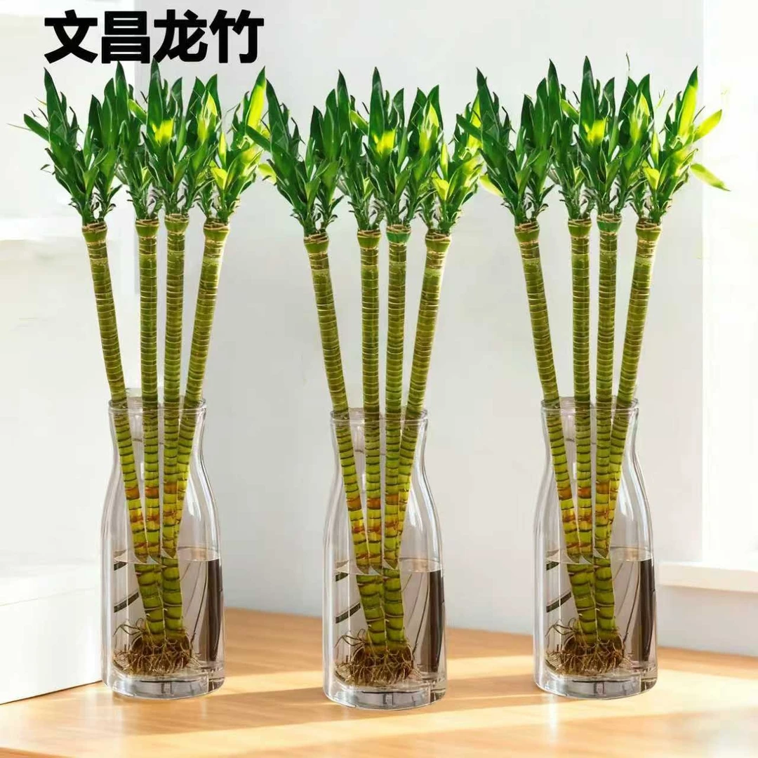 文昌竹龙竹带根4支水养财丁两旺节节高水培植物室内客厅