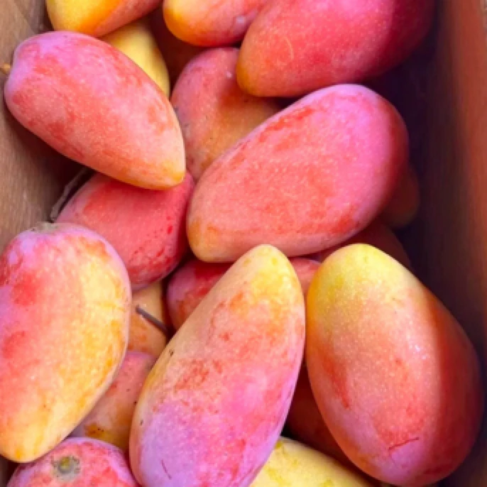 海南贵妃芒5斤礼盒装