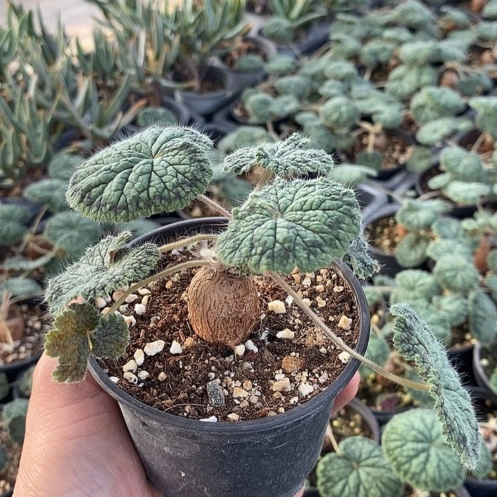 509圆叶洋葵一一一一