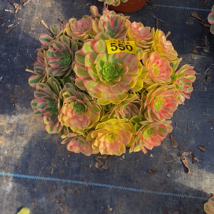 张***=多肉雨荷00055000