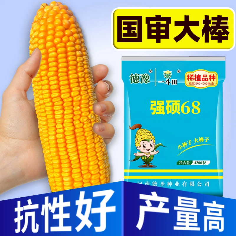 【100袋组合装】国审高产抗旱强硕68玉米种 丰收耐旱抗倒伏