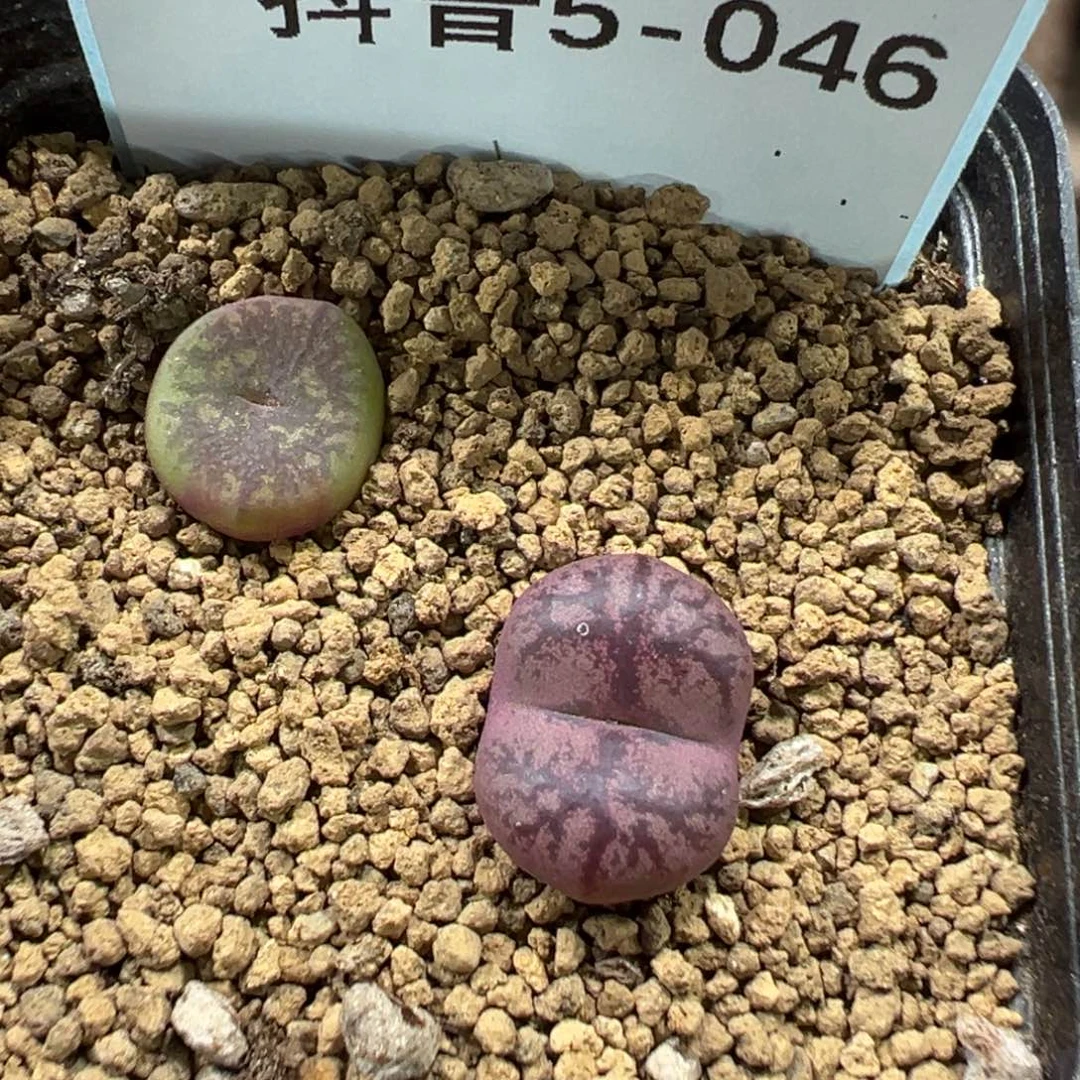 酷*麦5-46肉锥多肉植物