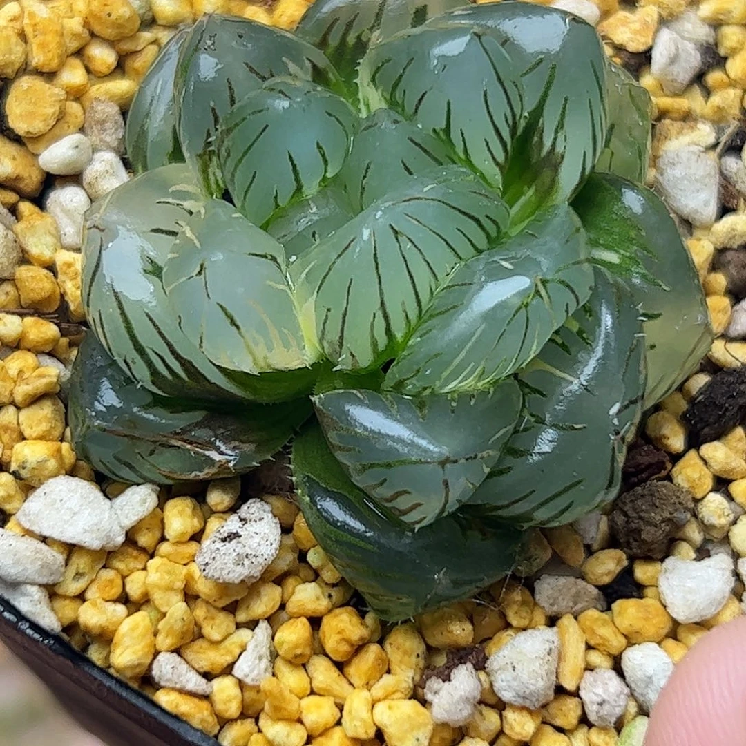 巨大化水中月锦十二卷多肉植物