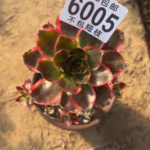 无毒锦多肉植物法师6005