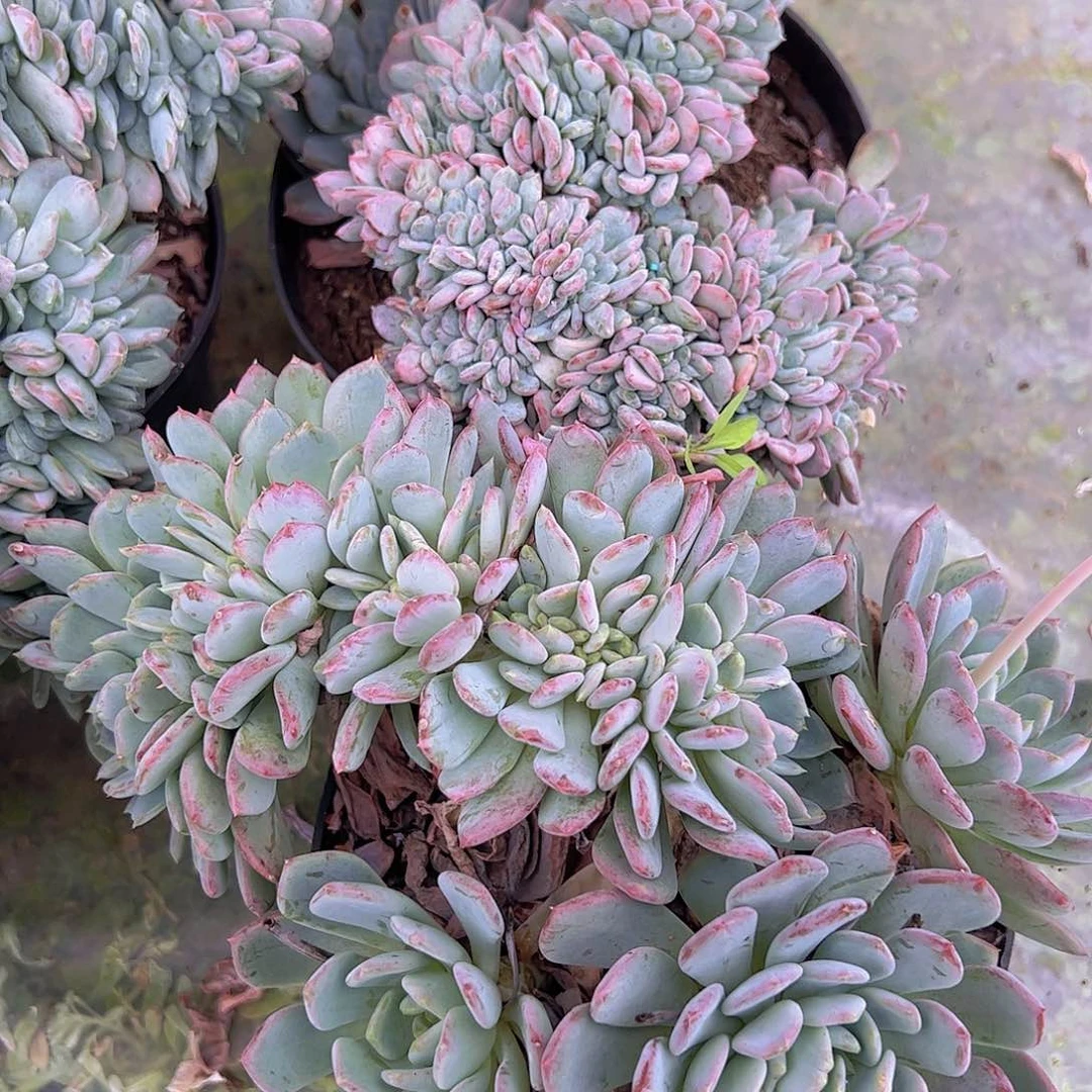 玛瑙缀 多肉植物