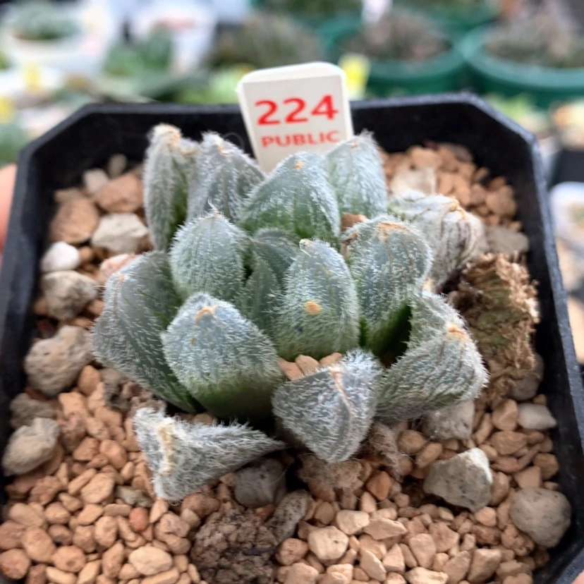 【闪购商品】224梦露